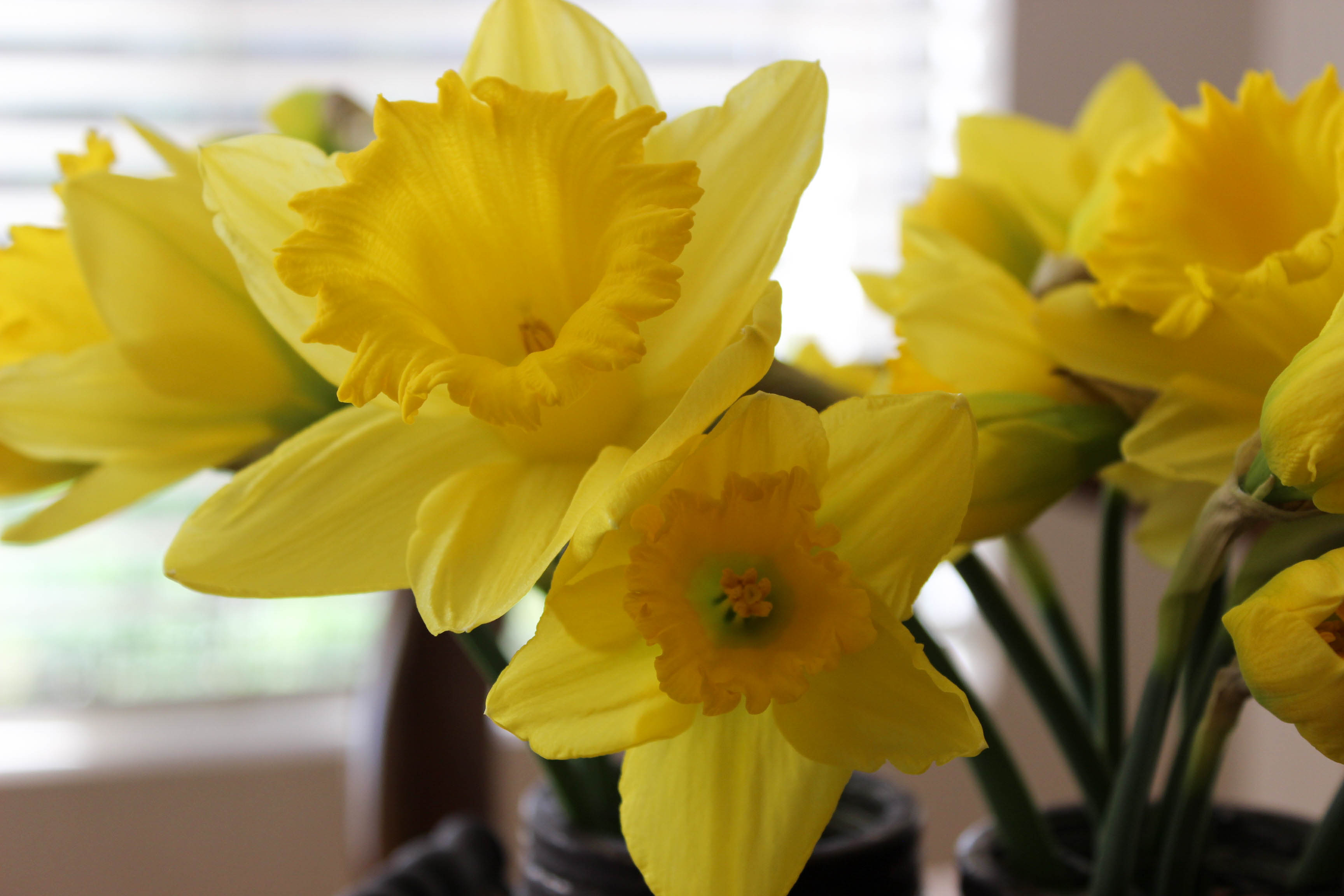 Trader Joes' daffodils make me happy